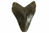 Juvenile Megalodon Tooth - South Carolina #310085-1